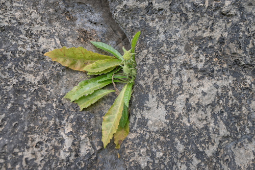 Dorstenia foetida