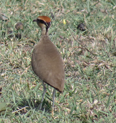 Cursorius temminckii