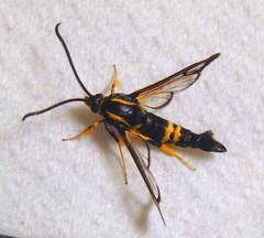 Synanthedon kathyae