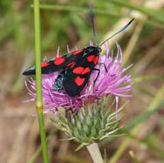 Zygaena lonicerae