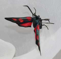 Zygaena lonicerae
