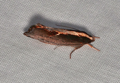 Archaereta dorsivittella