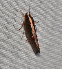 Archaereta dorsivittella