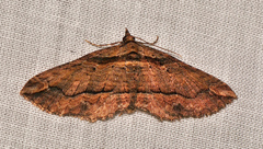 Chrysolarentia leucophanes