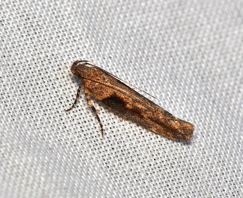 Tomato Stemborer photo 5