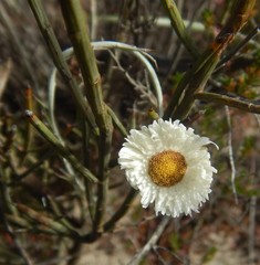 Chrysocephalum baxteri