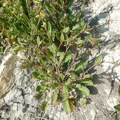 Brassica elongata