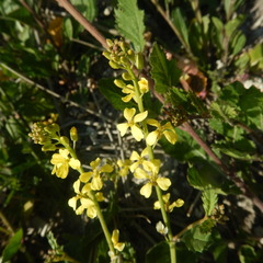 Brassica elongata