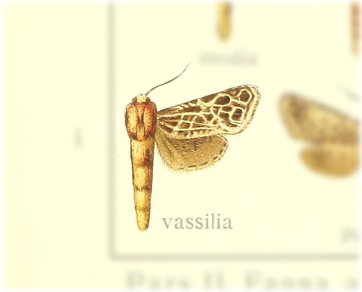 Givira vassilia