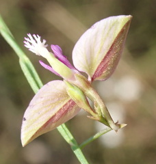 Polygala illepida
