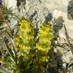 Cruciata