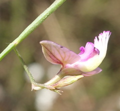 Polygala illepida