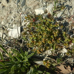 Euphorbia falcata