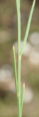 Polygala illepida