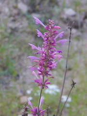 Agastache pallidiflora