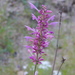 New Mexico Giant Hyssop - Photo (c) Eric Hough, some rights reserved (CC BY-NC), uploaded by Eric Hough
