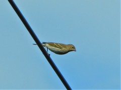 Carpodacus erythrinus
