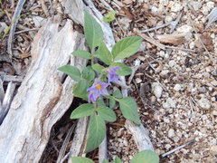 Solanum stoloniferum