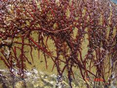 Inversodicraea warmingiana