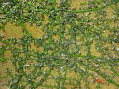 Inversodicraea warmingiana