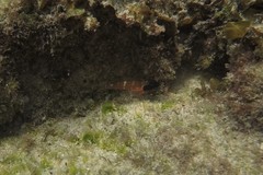 Enneapterygius larsonae