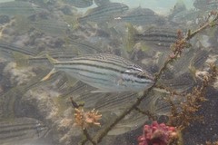 Helotes octolineatus