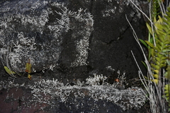 Stereocaulon vulcani