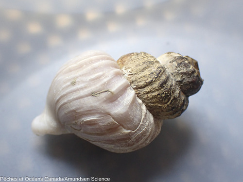 Buccinum scalariforme, 2025-07-03