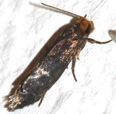 Cephimallota crassiflavella