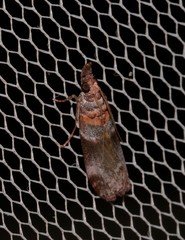 Calguia defiguralis