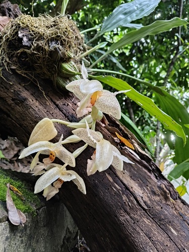 Stanhopea dodsoniana, photograph 6
