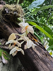 Stanhopea dodsoniana, photograph (c) Neptalí Ramírez Marcial, some rights reserved (CC BY)