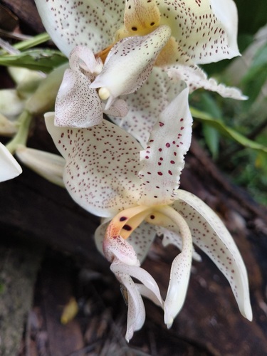 Stanhopea dodsoniana, photograph 5