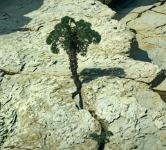 Seseli ponticum