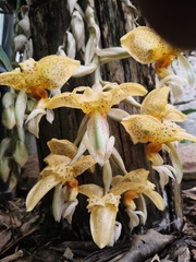 Stanhopea graveolens, photograph (c) Neptalí Ramírez Marcial, some rights reserved (CC BY)