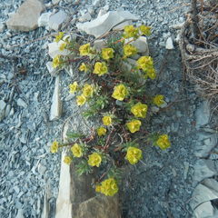 Euphorbia petrophila
