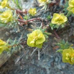 Euphorbia petrophila