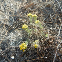 Alyssum desertorum