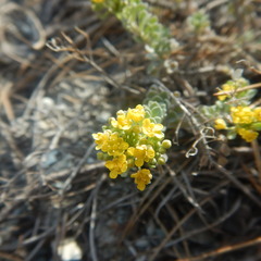 Alyssum desertorum