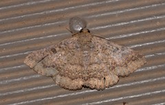 Ericeia sobria