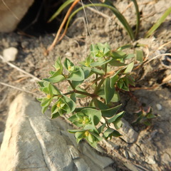 Euphorbia falcata