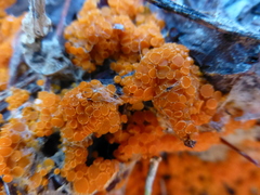 Byssonectria terrestris