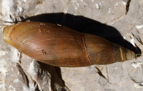 Poiretia cornea