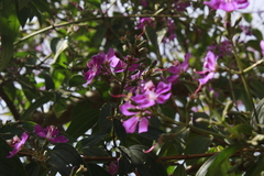 Tibouchina bipenicillata