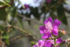Tibouchina bipenicillata