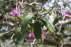 Tibouchina bipenicillata