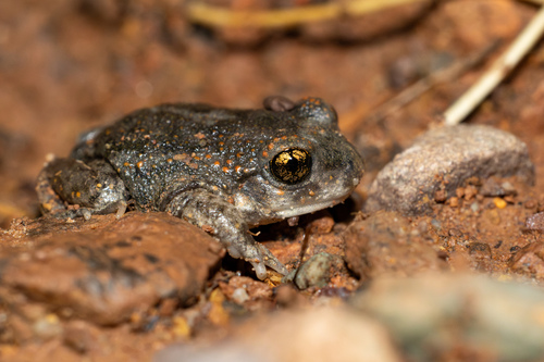 Iberian Midwife Toad, photo 7 of 7