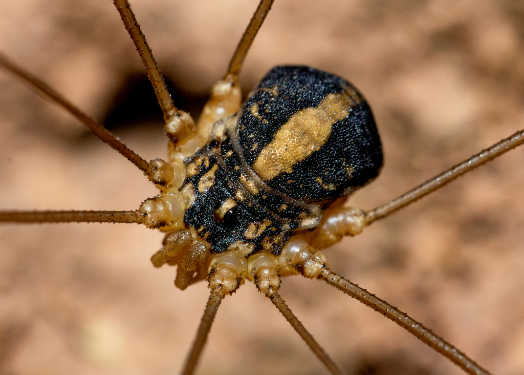 Cosmobunus granarius