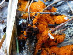 Pseudombrophila guldeniae