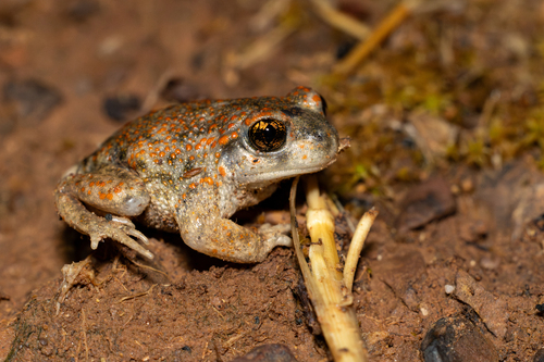 Iberian Midwife Toad